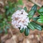 Rhododendron trichostomum Kvet