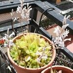 Haworthia cymbiformis Yeri