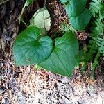 Asarum caudatum Yaprak