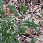 Lactuca serriola Leaf