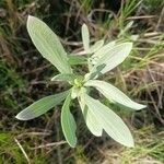 Borrichia frutescens Leaf