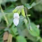 Hypoestes triflora Blüte