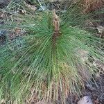 Pinus merkusii Blatt