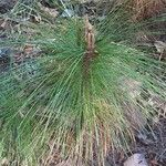Pinus merkusii Hoja