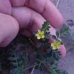 Tribulus terrestrisFlower