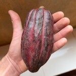 Theobroma cacao Fruit