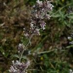 Nepeta nepetella 花