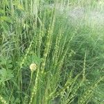 Aegilops ventricosa Likasa