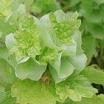 Moluccella laevis Квітка