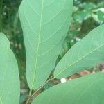 Ephedranthus guianensis Лист
