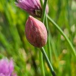 Allium schoenoprasum Kwiat