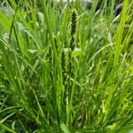 Carex vulpinoidea Leaf