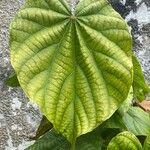 Clerodendrum japonicum Blad