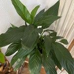 Spathiphyllum floribundum Lapas