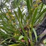 Oncidium sphacelatum Habitus