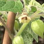 Physalis grisea ফুল