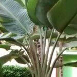 Ravenala madagascariensis 整株植物