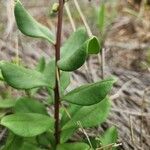 Talinum portulacifolium Folha