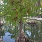 Taxodium distichumList