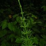 Equisetum arvense Blatt