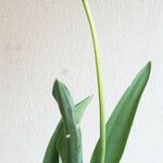 Tulipa mauriana Écorce