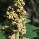 Rhus coriaria Flower