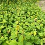 Solidago flexicaulis ശീലം