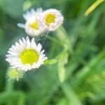 Erigeron annuus പുഷ്പം