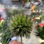 Echinops strigosus Floare