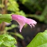 Lepechinia hastata Flor