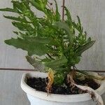 Kalanchoe laciniata ᱥᱟᱠᱟᱢ