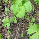 Achlys triphylla Leaf