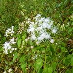 Chromolaena odorata Blüte