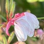 Oenothera gaura Flower