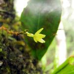 Taeniophyllum hirtum Flower