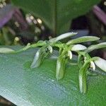 Acianthera aberrans Autre