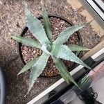 Agave lophantha Листок