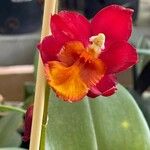 Cattleya wittigiana പുഷ്പം