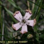 Silene vallesia Flors