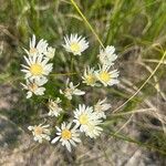 Solidago ptarmicoides Flor