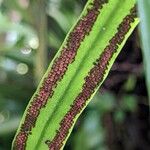 Pyrrosia lanceolata Plod