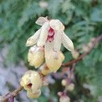 Chimonanthus praecox Blüte