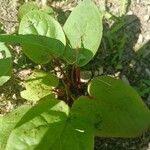 Rheum palmatum Likasa