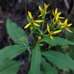 Senecio nemorensis Blomst