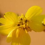 Calycadenia truncata 花