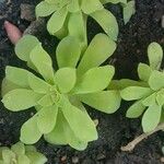 Sedum palmeri ഇല