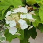 Hydrangea quercifoliaപുഷ്പം