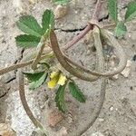 Trigonella polyceratia Blomst