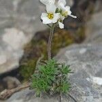 Draba dedeana Flower