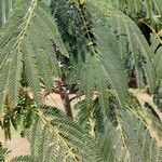 Albizia julibrissin Foglia